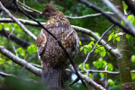 Bretonse wilde kip; welke vogelaar zoekt  'm even op?